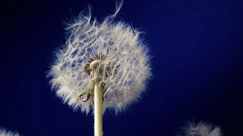 Dandelion Slow Motion Blowing In The Wind Stock Footage 254199594