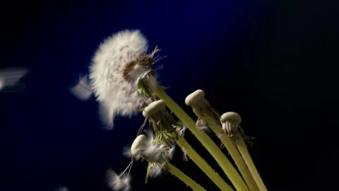 Dandelion Slow Motion Blowing In The Wind Stockbeeldmateriaal 254199716