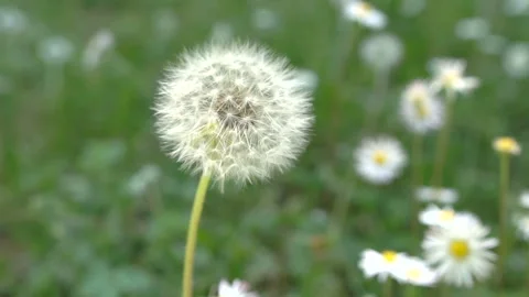 Dandelion, slow motion close-up Stock Footage 90732828