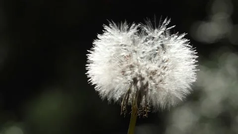 Dandelion slowmo Video stock 152913928