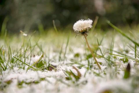 Dandelion with snow 01 Stock Photos