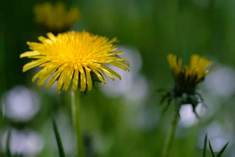 Dandelion with soft bokeh Stock Photos