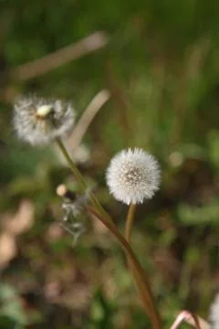 Dandelion in Sologne Stock Photos