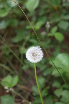 Dandelion in Sologne Stock Photos