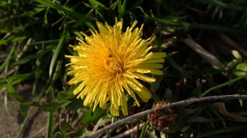 Dandelion With Some Ants! Stock Footage 90867492