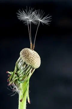 Dandelion with some feather Stock Photos