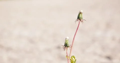 Dandelion on the sound background Stock Footage 248352645
