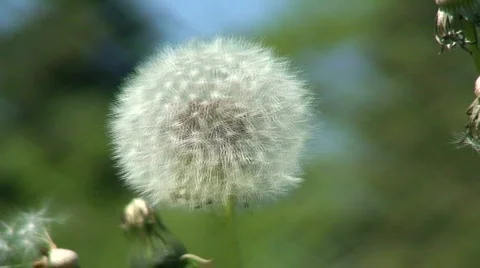 Dandelion (Sowthistle) one Stock Footage 80274