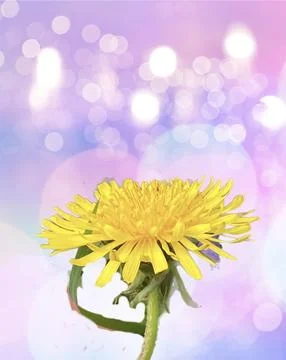 Dandelion Sparkle Stock Photos