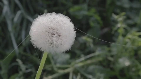 Dandelion with spider web in the morning Stock Footage 77065121