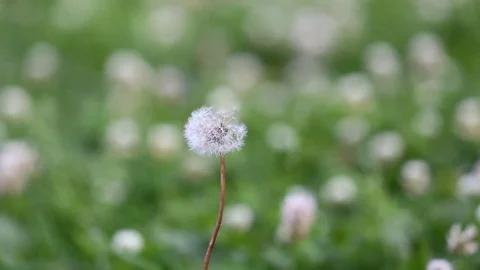Dandelion spring background Stock Footage 76573198