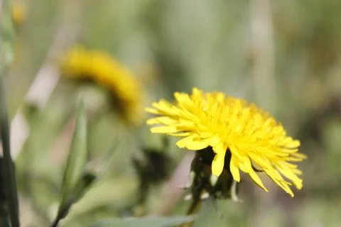 Dandelion. Spring background Stock Photos
