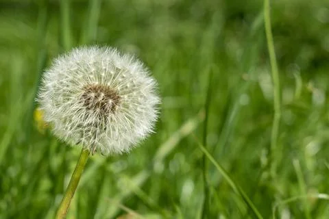Dandelion in spring on a blurry field background Stock Photos