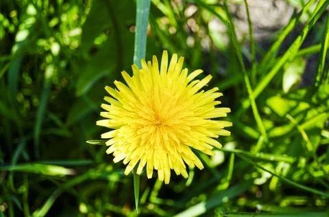 Dandelion in Spring - Close Up Stock Photos