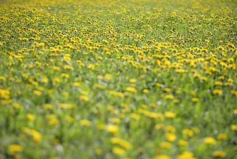 Dandelion at spring day Stock Photos