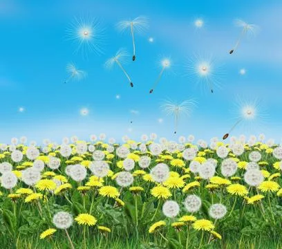Dandelion Spring flower Stock Illustration