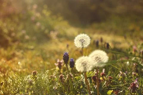 Dandelion in the spring forest at sunset Stock Photos