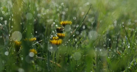 Dandelion in Spring Meadow with Dew and Soft Bokeh Stock Footage 306827226