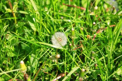Dandelion at spring Foto stock