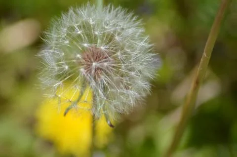 Dandelion in Spring Stock Photos