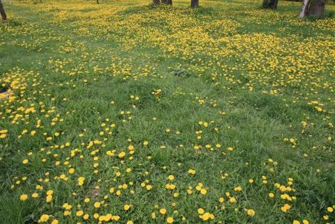 Dandelion at Spring Stock Photos