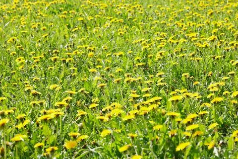 Dandelion at spring Stock Photos