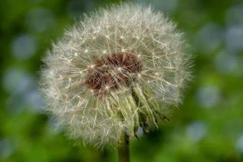 Dandelion in Spring. Stock Photos