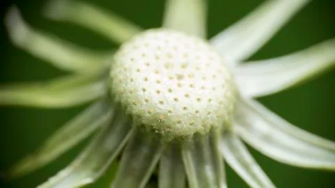 Dandelion Star 스톡 사진