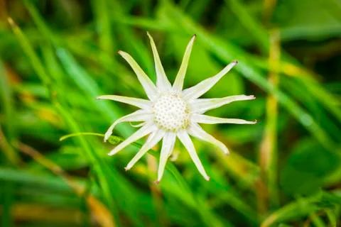Dandelion star Photos