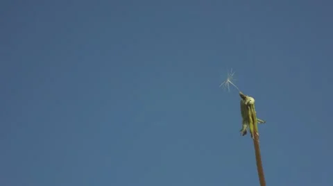 Dandelion stem in breeze Stockbeeldmateriaal 10870749