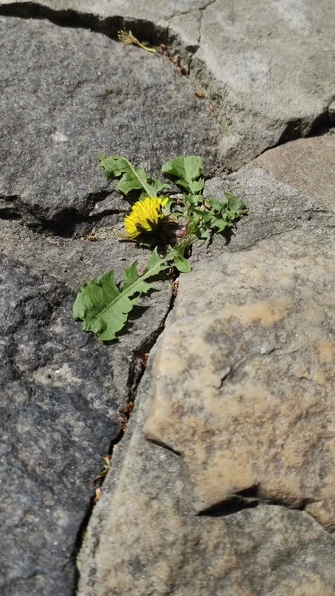 Dandelion on a stone path. Video stock 308153188