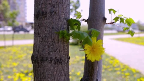 Dandelion stuck on a tree and swaying from the wind in Khabarovsk Stock Footage 155419353