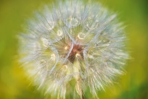 Dandelion summer background close up Stock Photos
