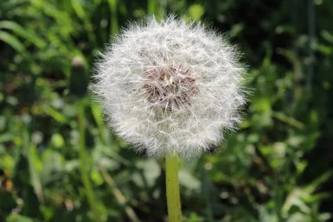 Dandelion in the summer forest Stock Photos