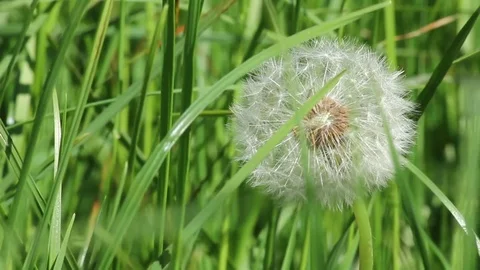 Dandelion in summer grass Stock Footage 72388995