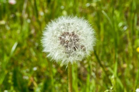 Dandelion in summer Stock Photos