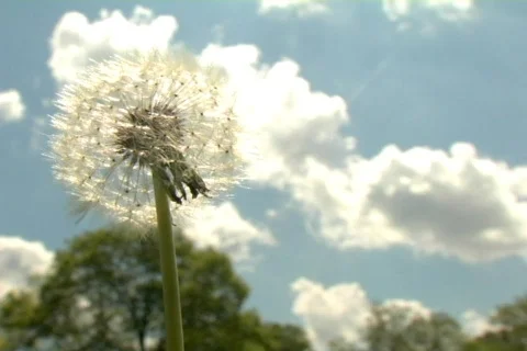Dandelion in the Summer Sunshine Stock Footage 372692