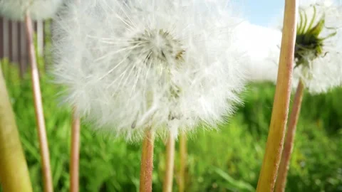 Dandelion in the summer, very close-up. Stock Footage 256831292