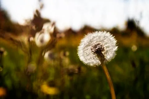 Dandelion in the sun Stock Photos