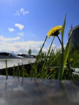 Dandelion in the sun 스톡 사진