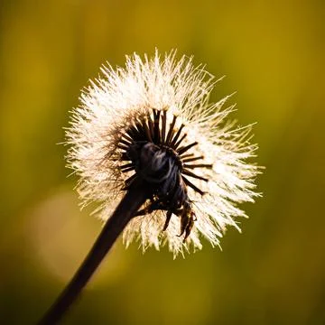 Dandelion in the sun Stock-Fotos