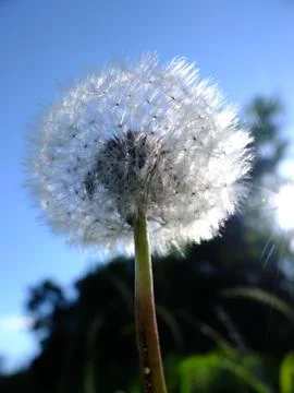 Dandelion in the sun rays. Stock Photos