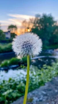 A dandelion with the sun setting in the background Stock Photos