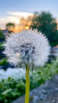 A dandelion with the sun setting in the background Stock Photos