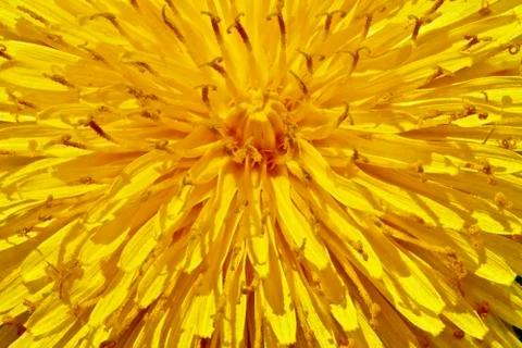 Dandelion Sunburst Stock Photos
