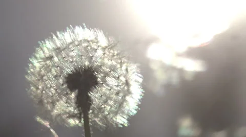 Dandelion on Sunny Meadow Stock Footage 47775468