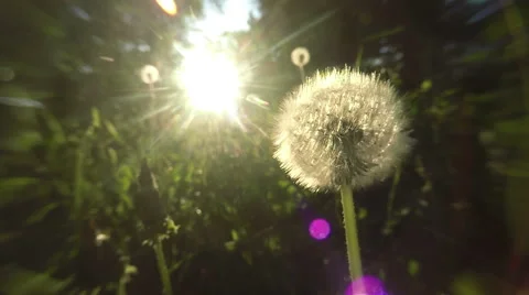 Dandelion at Sunset Stock Footage 50690691