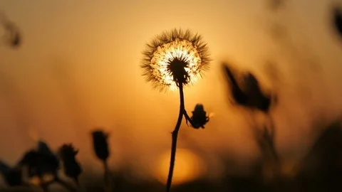 Dandelion at Sunset Stock Footage 89738790