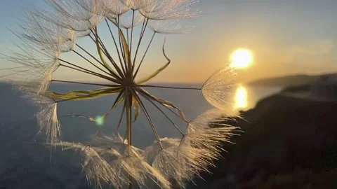 Dandelion sunset Video stock 154633199