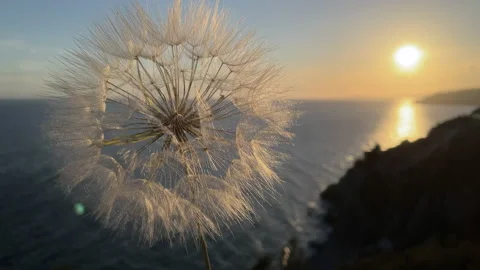 Dandelion sunset Video stock 154634647